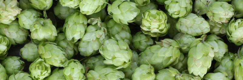 Brauerei Palmbräu
